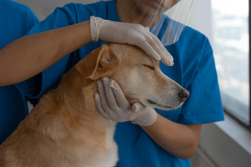 crowdfunding dierenwelzijn